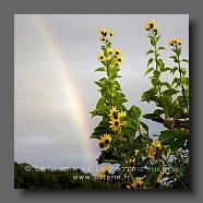 Topinambur + arc en ciel (le jardin de la poterie Hillen) www.poterie.fr